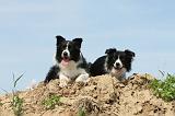 BORDER COLLIE 505